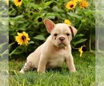 Small French Bulldog