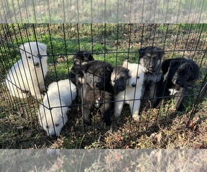 German Shepherd Dog Puppy for sale in OCOEE, TN, USA