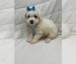 Small Bichon Frise