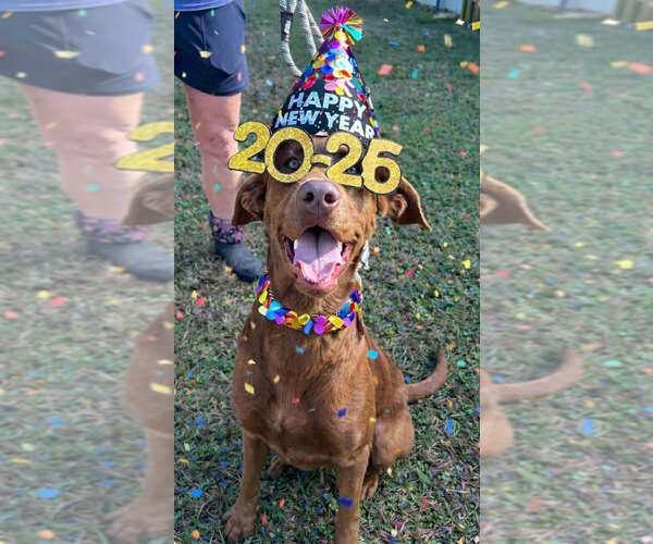 Medium Photo #2 Mutt Puppy For Sale in Abbeville, LA, USA