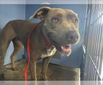 Small American Pit Bull Terrier