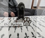 Puppy Buckeye Labrador Retriever