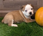 Puppy Esme Aussiedoodle Miniature -French Bulldog Mix