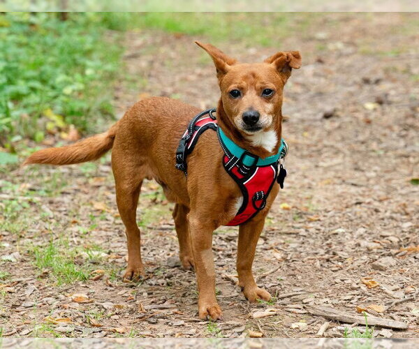 Medium Photo #5 Chiweenie Puppy For Sale in Ellijay, GA, USA