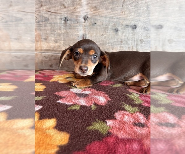 Medium Photo #4 Dachshund Puppy For Sale in VERMONTVILLE, MI, USA