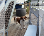Small #9 Chihuahua Mix