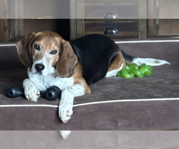 Medium Photo #5 Beagle Puppy For Sale in Alexander, AR, USA