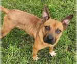 Small #3 Mountain Cur Mix