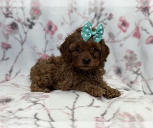 Cock-A-Poo Puppy for sale in LAKELAND, FL, USA