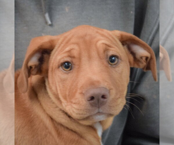 Medium Photo #6 American Staffordshire Terrier-Vizsla Mix Puppy For Sale in Huntley, IL, USA