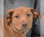 Small #5 American Staffordshire Terrier-Vizsla Mix