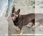Small Australian Kelpie Mix