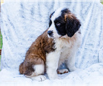 Small #5 Saint Bernard