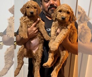 Double Doodle Puppy for Sale in SAN JOSE, California USA