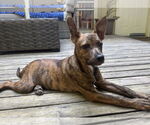Small #3 American Pit Bull Terrier Mix