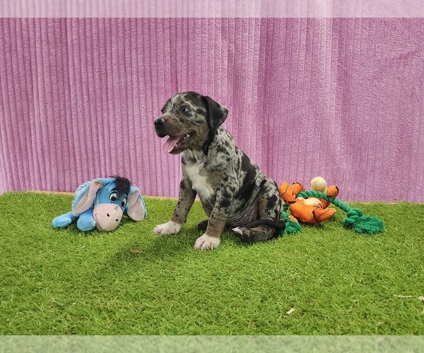 Medium Photo #9 Catahoula Leopard Dog Puppy For Sale in CUMBY, TX, USA