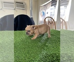 Small Photo #4 French Bulldog Puppy For Sale in APPLE VALLEY, CA, USA