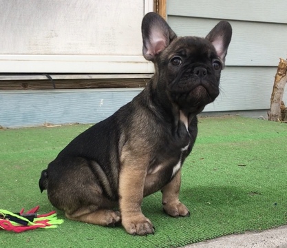 Medium Photo #1 French Bulldog Puppy For Sale in FALLON, NV, USA
