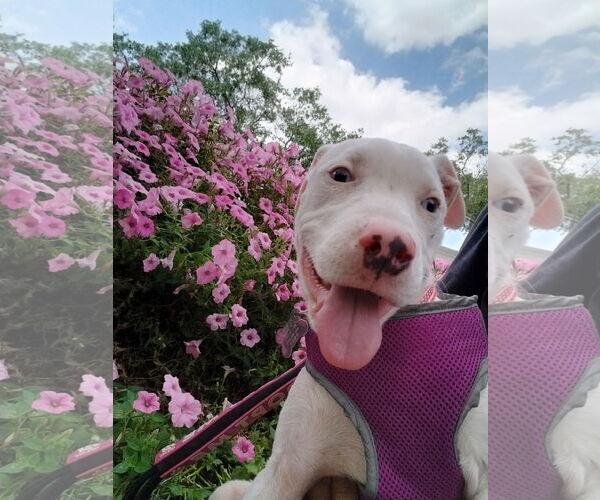 Medium Photo #4 Catahoula Leopard Dog-Unknown Mix Puppy For Sale in Sanford, FL, USA