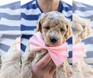 Goldendoodle (Miniature) Puppy for sale in ROY, UT, USA