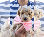 Image preview for Ad Listing. Nickname: Sugar May