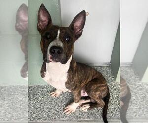 American Pit Bull Terrier-Unknown Mix Dogs for adoption in Salisbury, NC, USA