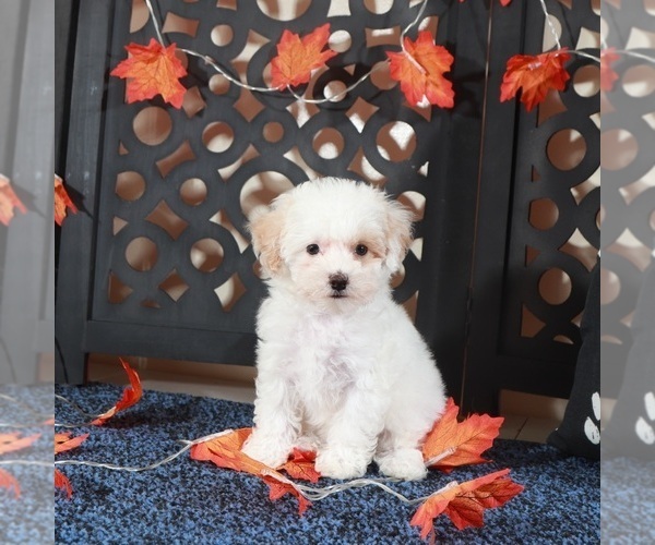 Medium Photo #4 Bichpoo Puppy For Sale in MOUNT VERNON, OH, USA