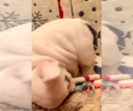Small Photo #4 French Bulldog Puppy For Sale in MEDFORD, OR, USA