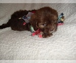 Small #2 Shih Tzu