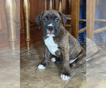 Small #3 Boxer