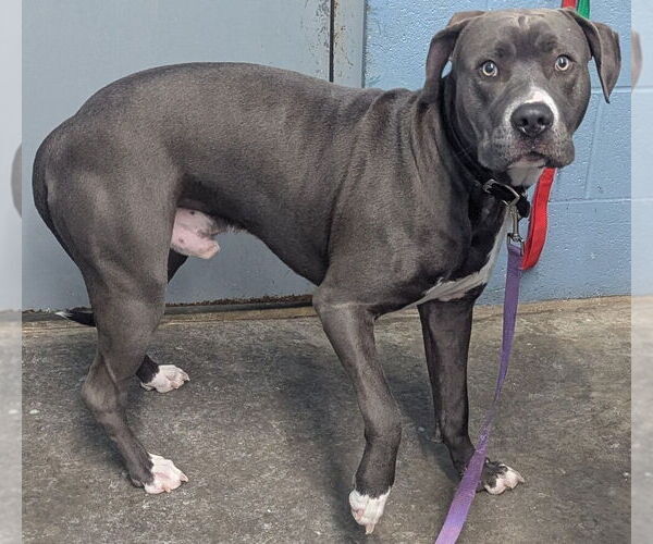 Medium Photo #3 Mutt Puppy For Sale in Evansville, IN, USA