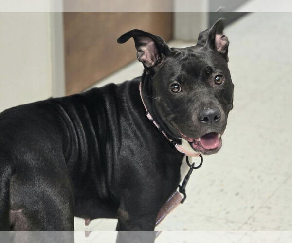 Medium Photo #3 American Pit Bull Terrier-Unknown Mix Puppy For Sale in Millersville, MD, USA