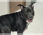 Small #2 American Pit Bull Terrier Mix
