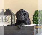 Small Photo #2 Goldendoodle Puppy For Sale in DENVER, PA, USA