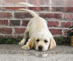 Small #7 Labrador Retriever