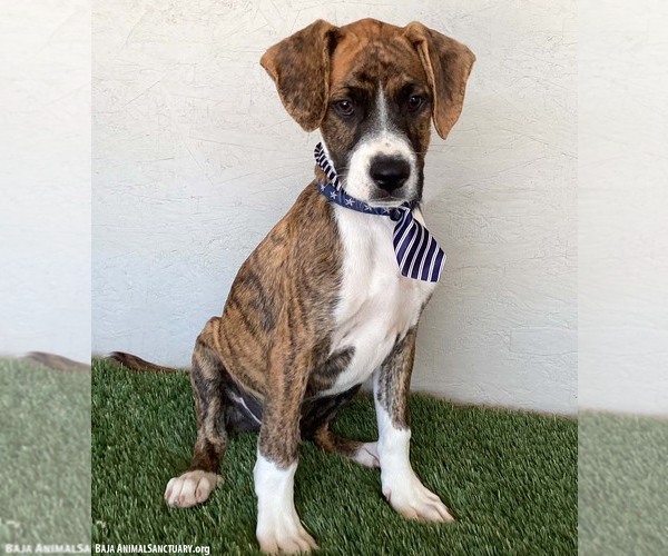 Medium Photo #2 Boxer-Plott Hound Mix Puppy For Sale in San Diego, CA, USA