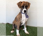 Small #1 Boxer-Plott Hound Mix