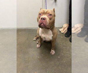 American Bulldog Dogs for adoption in Rosenberg, TX, USA