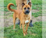 Small #9 Boxer-German Shepherd Dog Mix