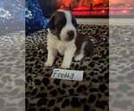 Puppy Freddy Saint Bernard