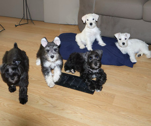 Schnauzer (Miniature) Litter for sale in OCALA, FL, USA