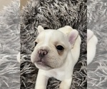 Small Photo #11 French Bulldog Puppy For Sale in CLEARWATER, FL, USA