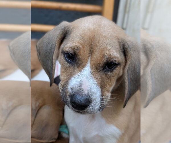 Medium Photo #4 Beagle Puppy For Sale in Brooklyn Center, MN, USA