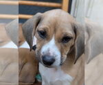 Small #3 Beagle