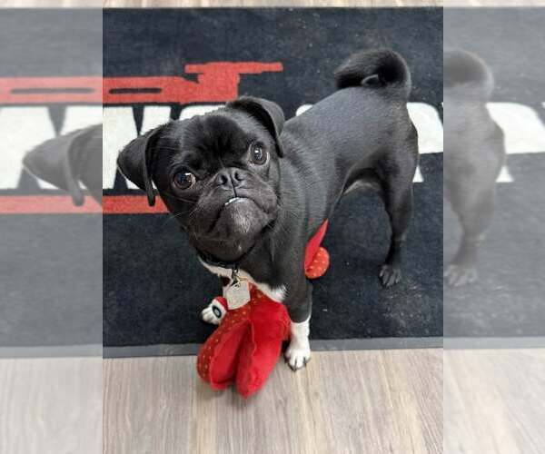 Medium Photo #4 Pug-Unknown Mix Puppy For Sale in Lee's Summit, MO, USA
