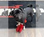 Small #3 Pug Mix