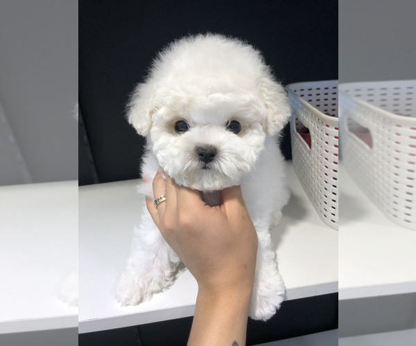 Medium Photo #4 Bichon Frise Puppy For Sale in Goyang-si, Gyeonggi-do, Korea, South