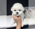 Small Photo #4 Bichon Frise Puppy For Sale in Goyang-si, Gyeonggi-do, Korea, South