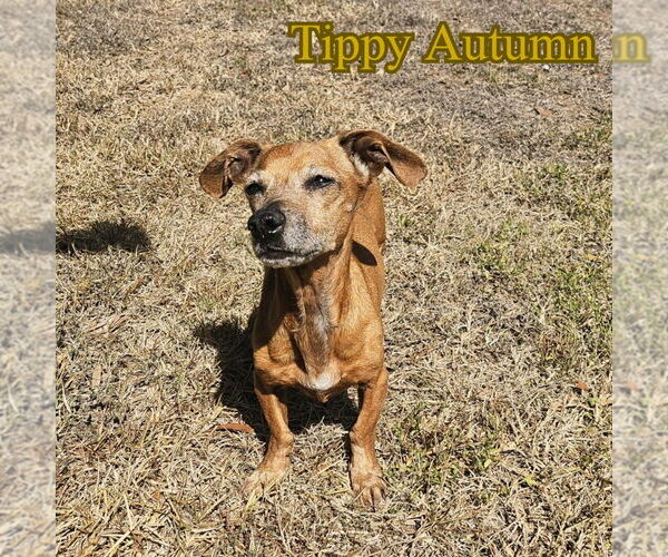 Medium Photo #5 Dachshund Puppy For Sale in San Antonio, TX, USA