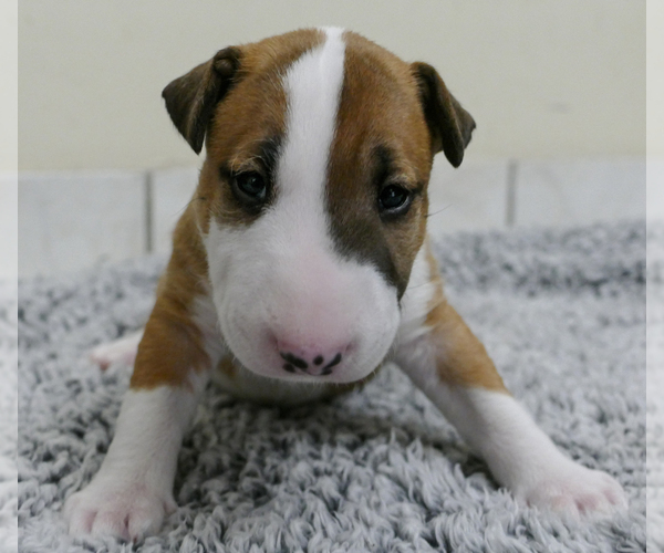 Medium Photo #7 Bull Terrier Puppy For Sale in KENDALL, FL, USA